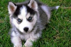 LOL赛事-非洲新王崛起之夜，2026世界杯马里3-0轻取南美黑马，改写足球版图