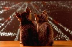 英雄联盟总决赛-猎豹与猛虎的舞蹈，班凯罗如何用不均匀的呼吸撕开广东队的铁壁防线