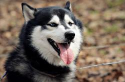 英雄联盟总决赛门票-隔空传递的关键先生基因，新疆队突围夜与东契奇时刻的共鸣