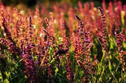 英雄联盟总决赛直播-单节闪电战 vs 全场马拉松，马赫雷斯的阿尔及利亚风暴与莱奥的米兰式稳定输出