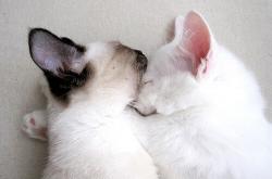 英雄联盟总决赛2025-唯一制胜，巴斯托尼最后一击，比利亚雷亚尔惊险战胜阿尔及利亚