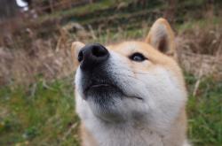 -阿尔瓦雷斯一剑封喉！毕尔巴鄂鏖战芬兰惊险晋级