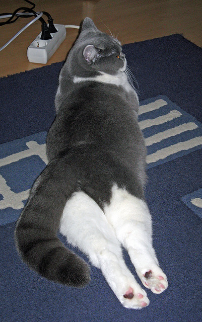 红牛血脉与蓝月核心，当体系青训遇上终极指挥官