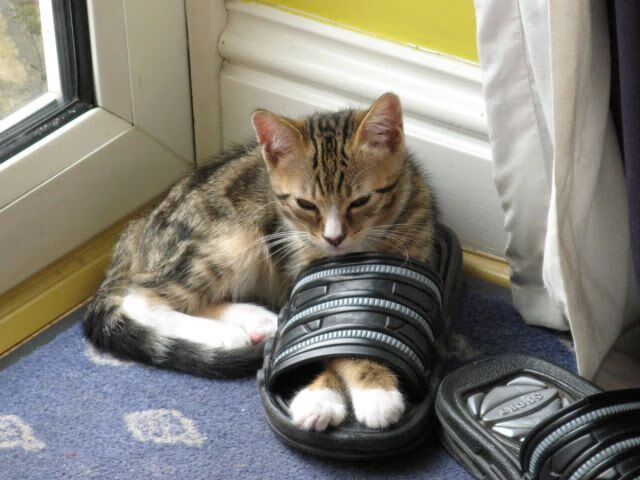 超越胜负的加冕夜,班凯罗37分狂潮助国王力克独行侠