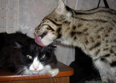 利拉德49分血洗金州,琼斯0.8秒绝杀!鹈鹕115-114撕裂勇士