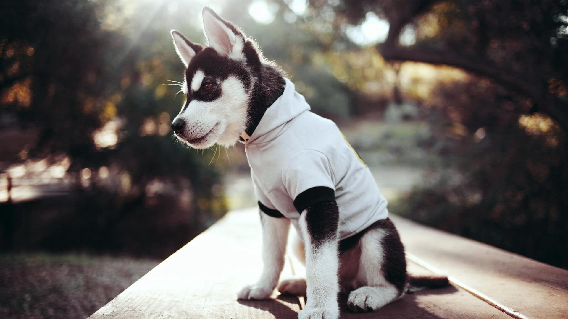 冷雨夜的热血反扑，黄蜂用团队铁壁围剿MVP，掘金主场不败金身告破