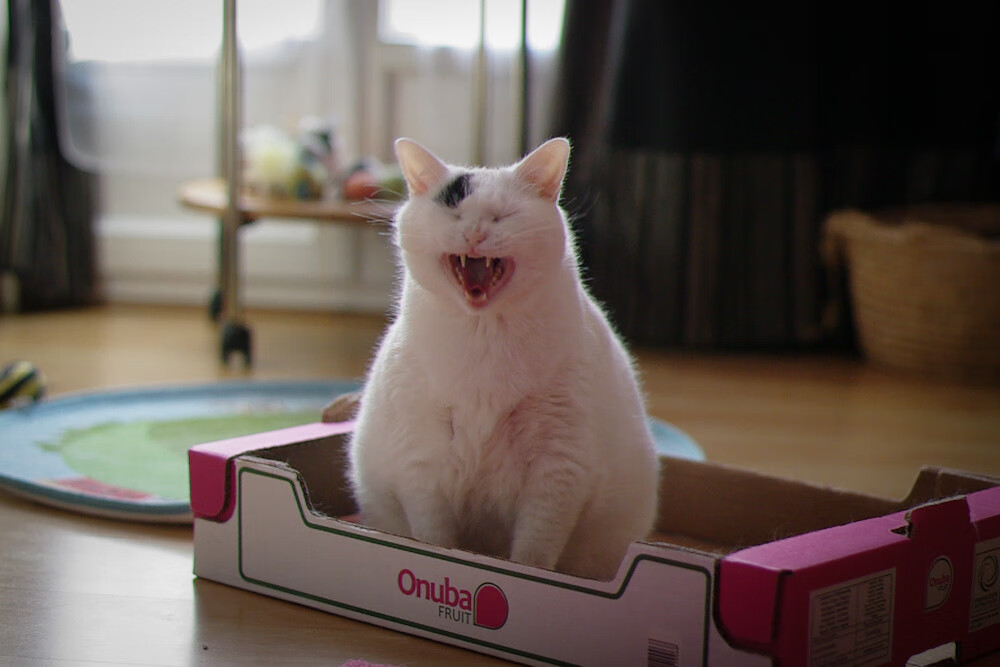 铁王座与蜂群,奥运前夜,米切尔在硬仗中加冕