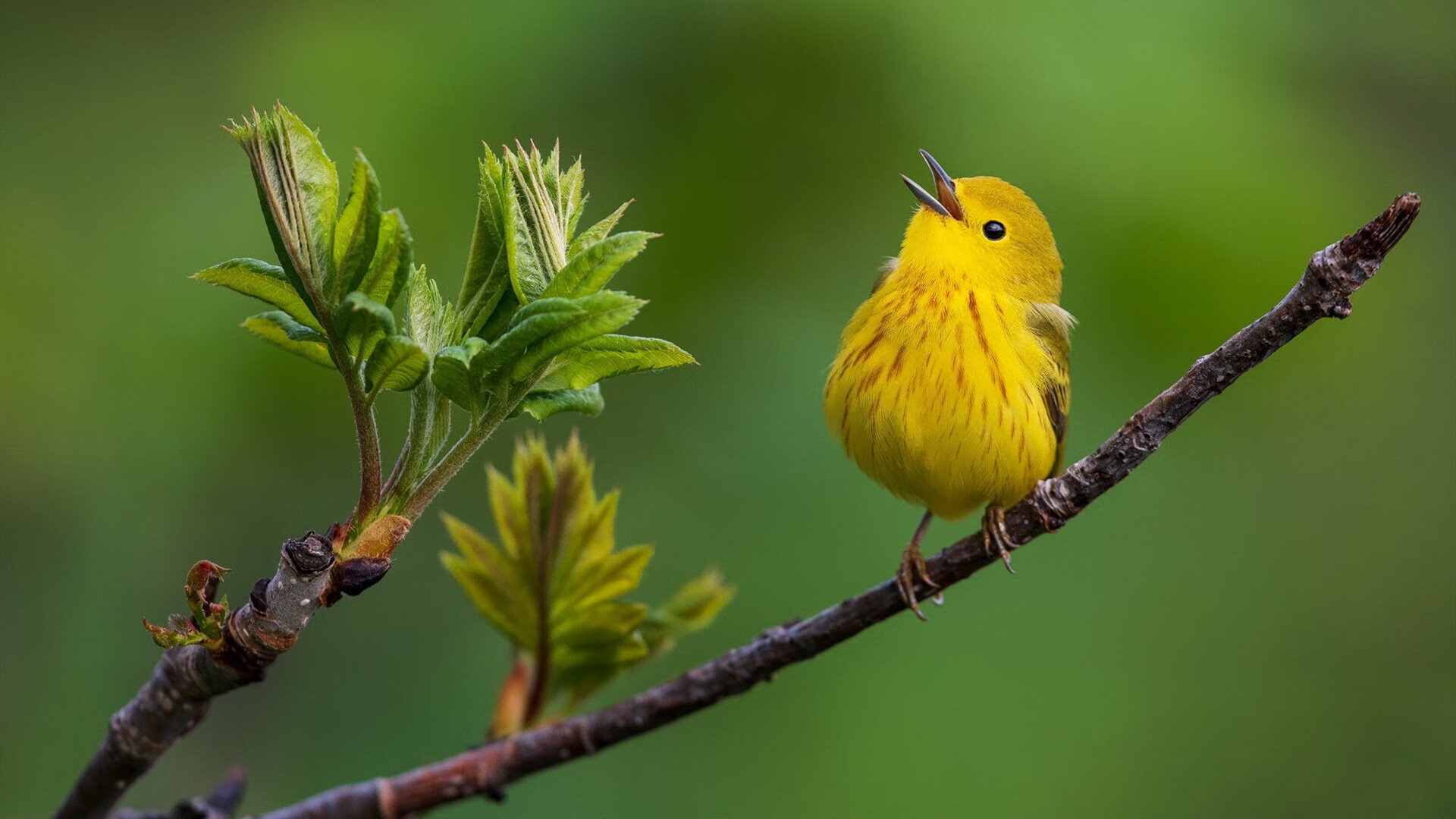 揭幕战之夜的独舞，克莱如何逆流而上，一手掌控比赛走势