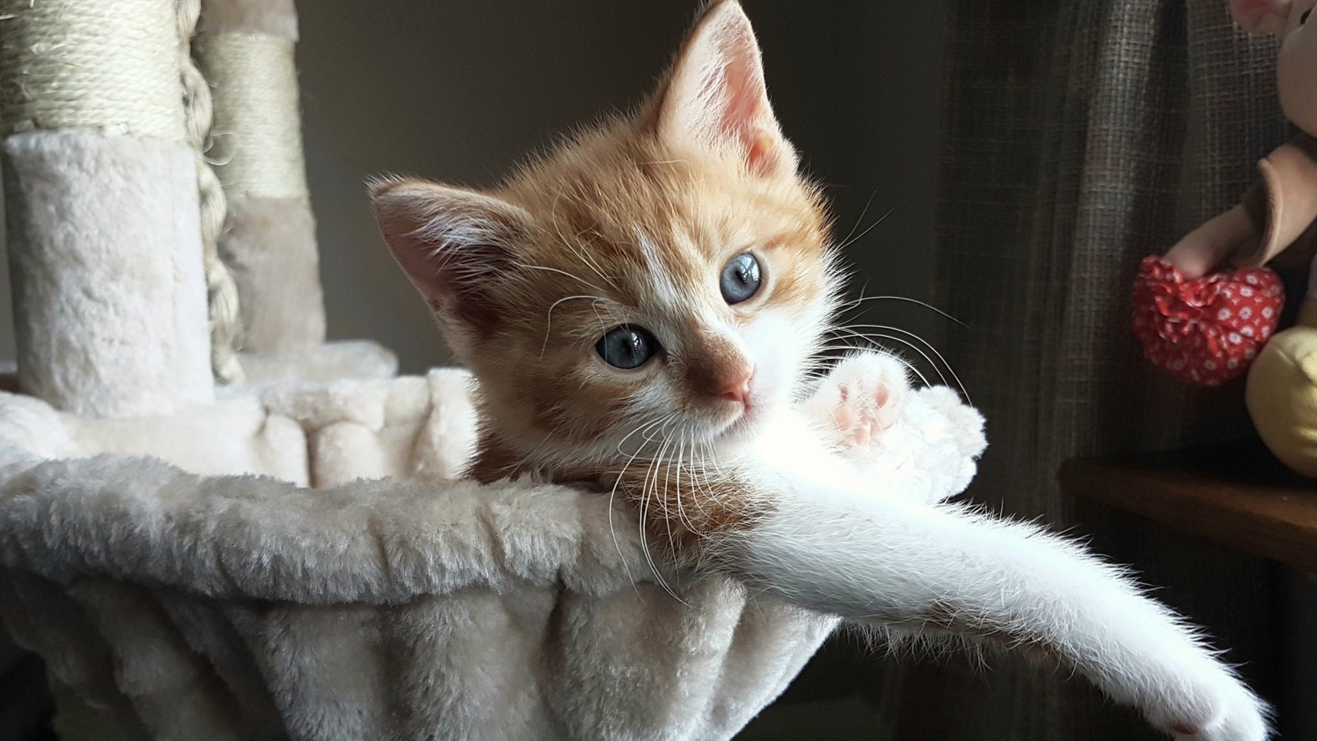 莱奥如利刃出鞘，里昂锋线彻底撕裂洪都拉斯防线