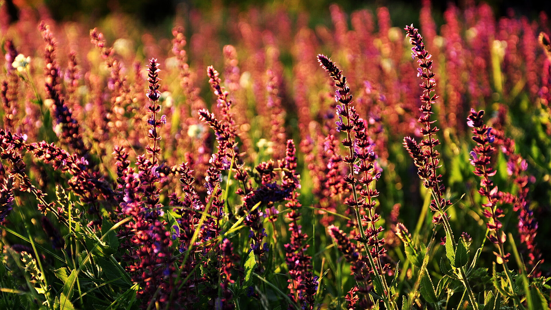 单节闪电战 vs 全场马拉松，马赫雷斯的阿尔及利亚风暴与莱奥的米兰式稳定输出