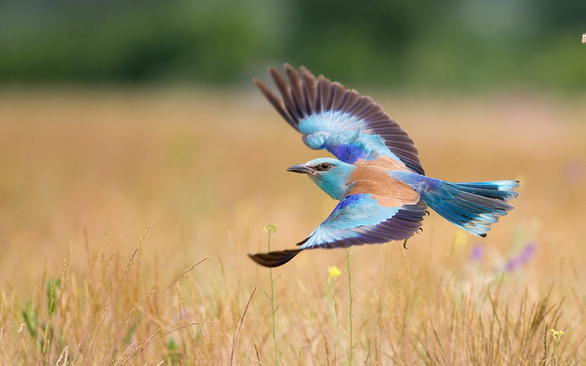 夜幕下的跨界星光，姆巴佩在F1街道赛之夜引爆全场