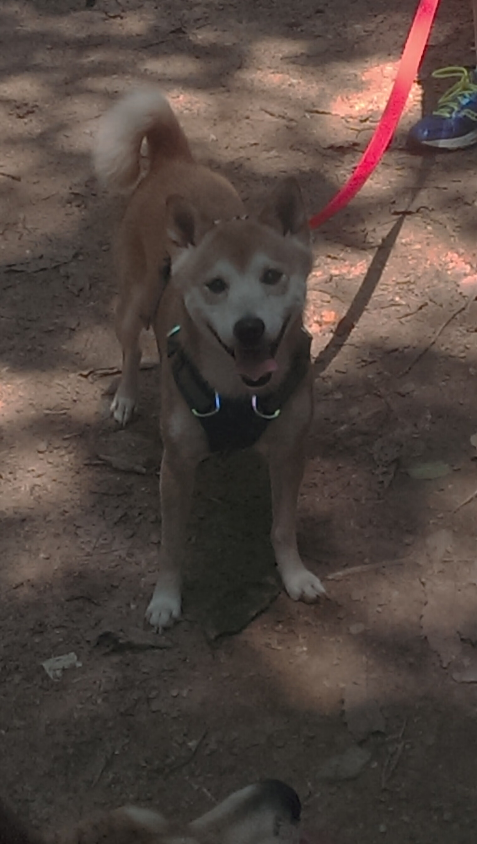 夜幕下的跨界星光，姆巴佩在F1街道赛之夜引爆全场