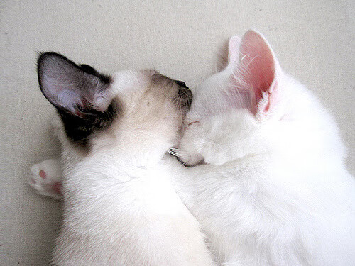 唯一制胜,巴斯托尼最后一击,比利亚雷亚尔惊险战胜阿尔及利亚