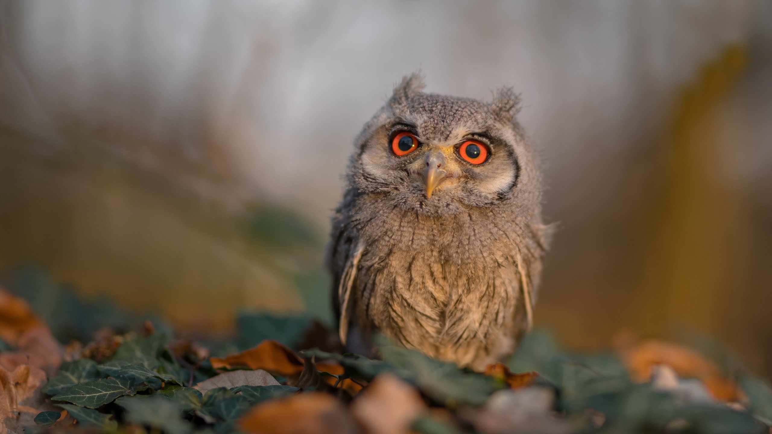量子纠缠与三分雨,当范弗利特在华盛顿撕开空间裂缝