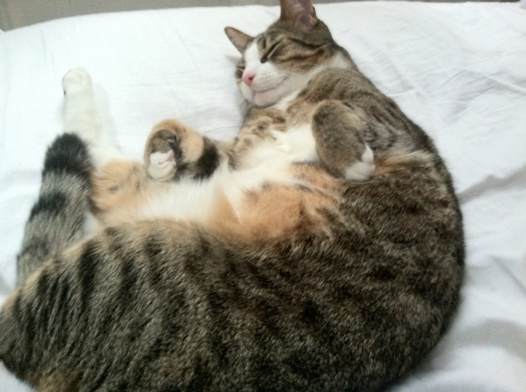 奥运倒计时下的NBA预演，马克西统治夜助火箭锁死黄蜂，一场为巴黎垫付的资本