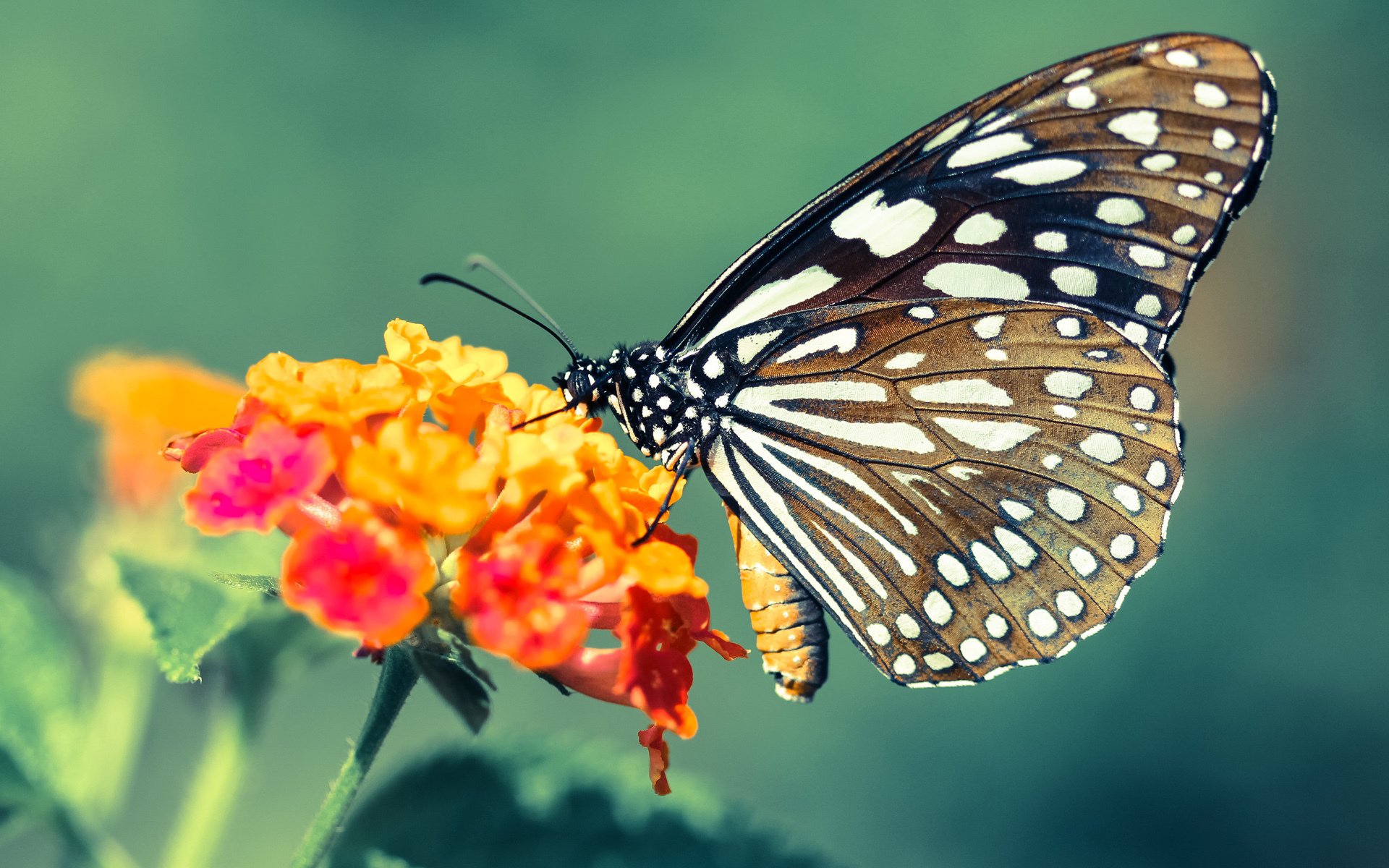 圣火为谁而燃,奥运周期关键战之夜,帕尔默成为全场焦点