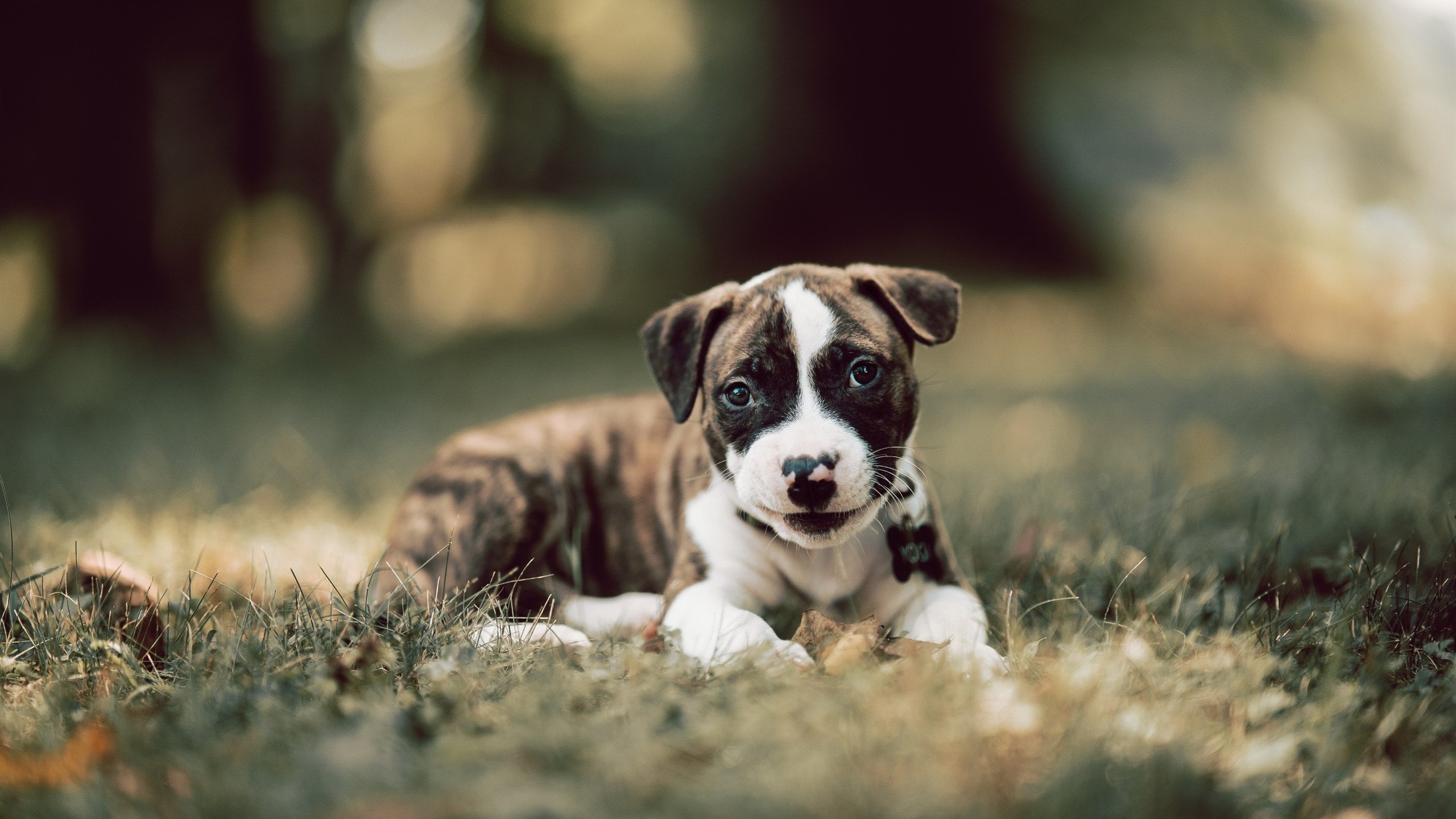 逆境之光，从哈兰德绝地反击到玻利维亚生死战奇迹