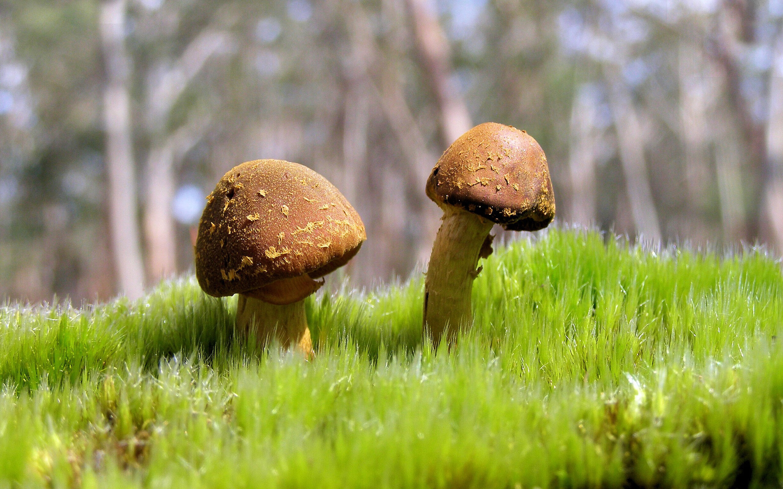 唯一性闪耀，安哥拉绝杀塞内加尔的奇迹与德布劳内意甲焦点战的统治力