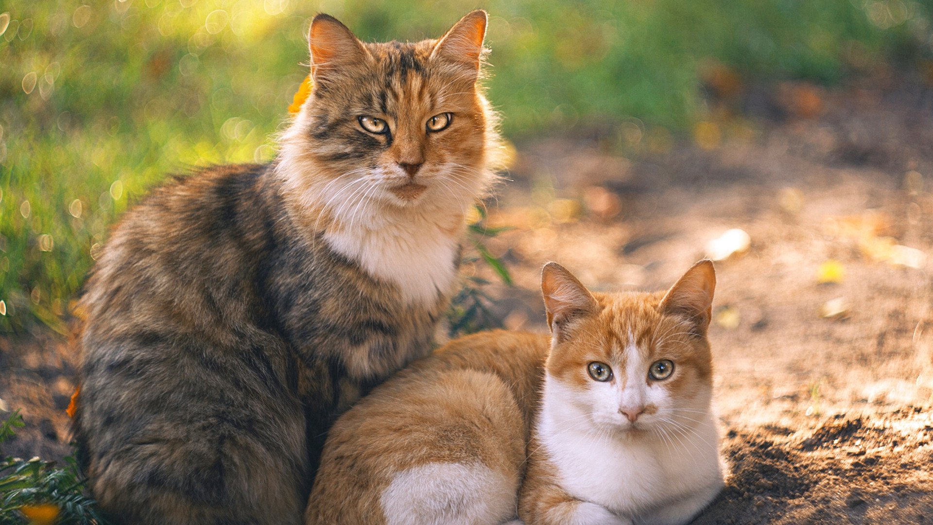 跨界共振,从黄蜂的强势到恩比德的接管