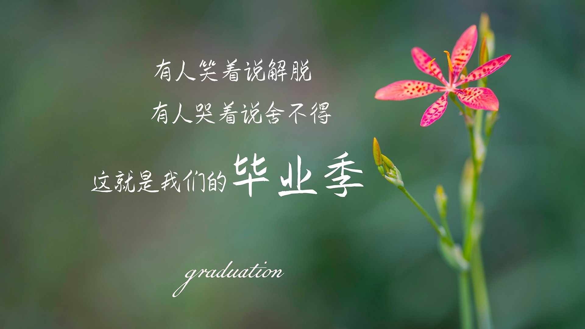 铁血防线与闪电突袭,2026世界杯C组,哥伦比亚如何用一场大胜宣告王者归来
